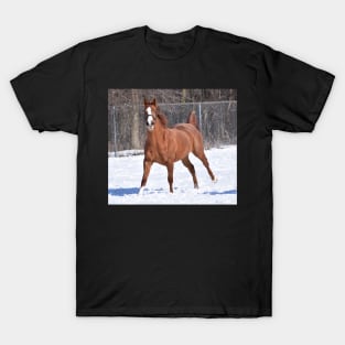 Verrazano filly T-Shirt